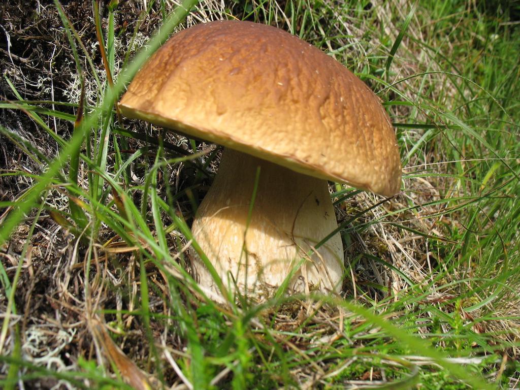 Notburga